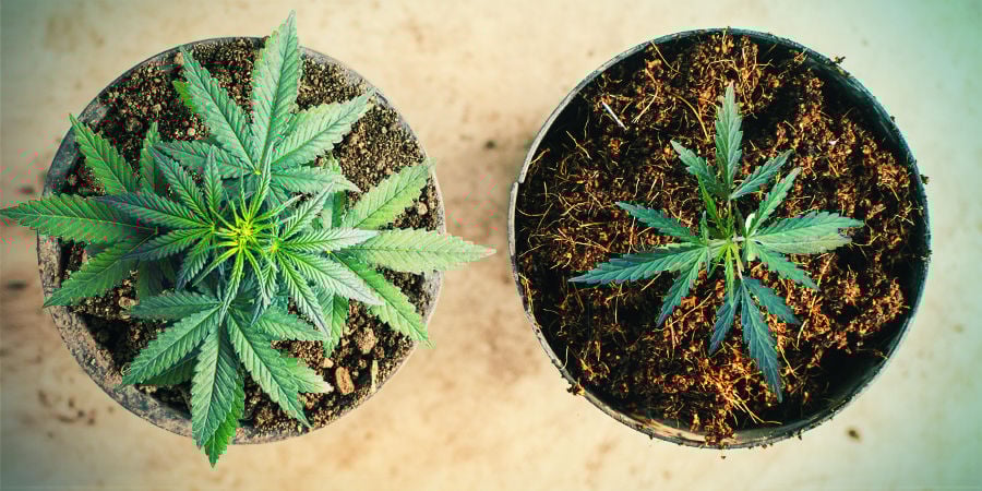 Cultivo de canábis em fibra de coco