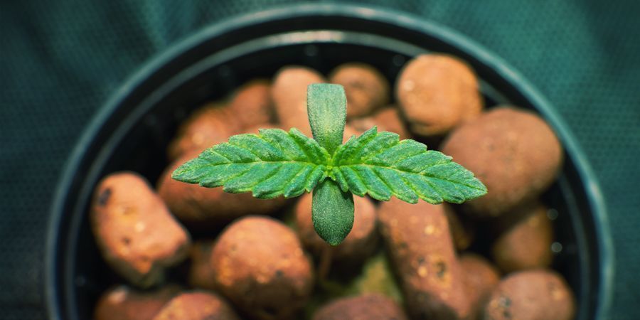 CULTIVO DE CANÁBIS EM HIDROPONIA
