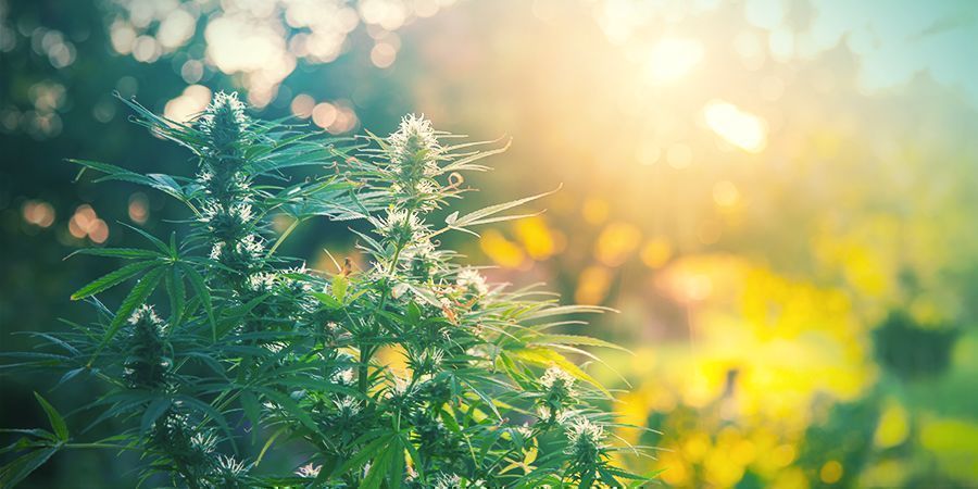 VISÃO GERAL E COMPARAÇÃO DE SUBSTRATOS PARA CULTIVO DE CANNABIS