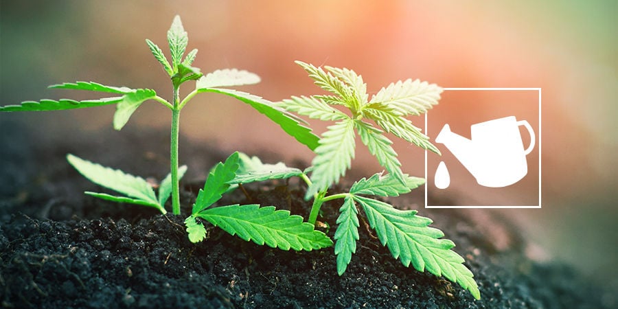 O QUE É UM SUBSTRATO DE CULTIVO DE CANNABIS E PORQUE É IMPORTANTE?