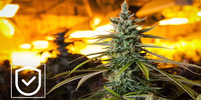 LED Vs HPS: Segurança