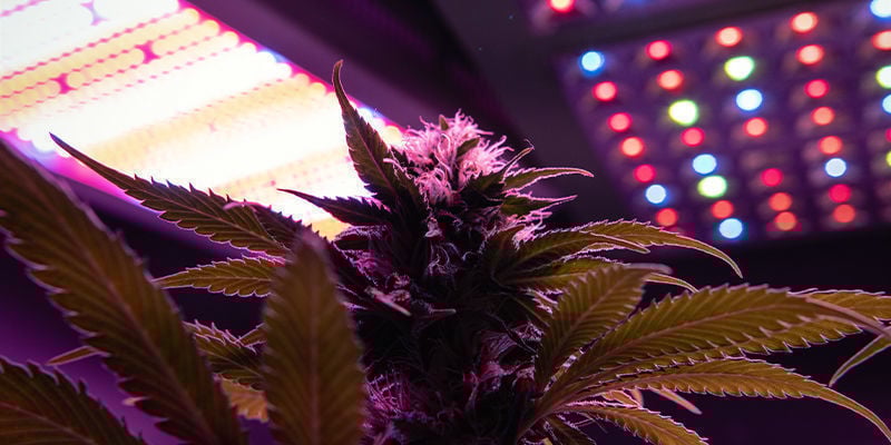 O que são luzes de cultivo LED?