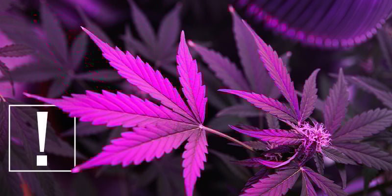 Porque a luz é importante no cultivo de canábis