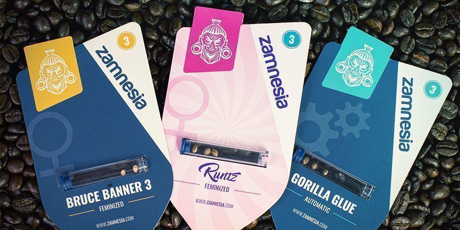 MELHORES VARIEDADES DE CANNABIS PARA EXPERIMENTAR COM CAFÉ
