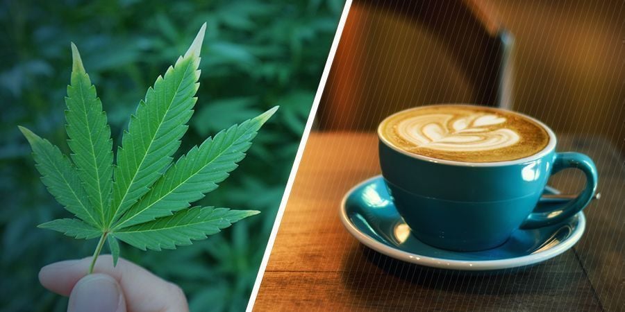 QUAIS SÃO OS EFEITOS SEPARADOS DA MARIJUANA E DA CAFEÍNA?