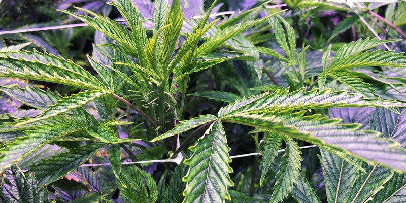 Desvantagens da luz UV nas plantas de canábis