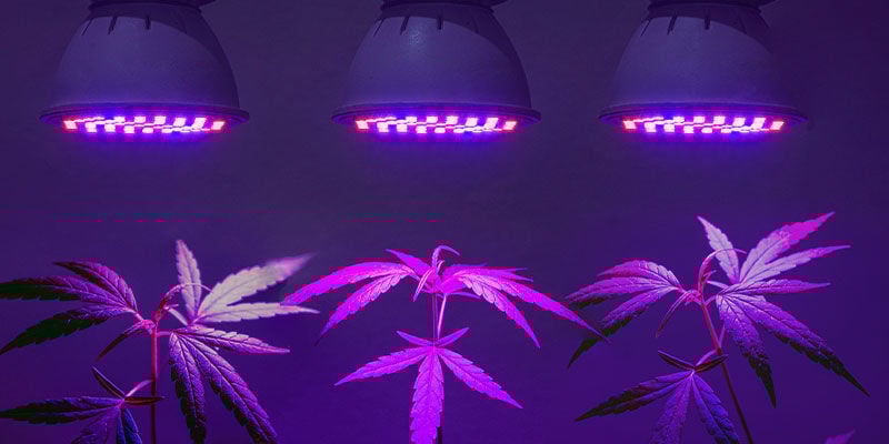 Precisa de luzes UV dedicadas para canábis?