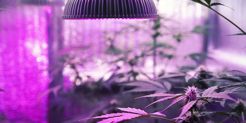 Como fornecer luz UV a plantas de canábis