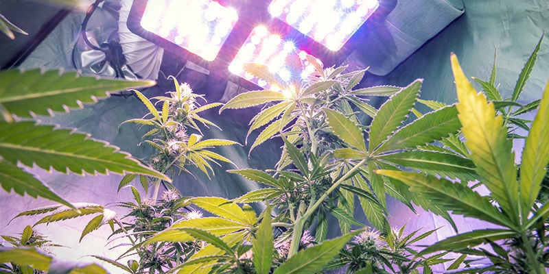Escolhe o teu espaço de cultivo