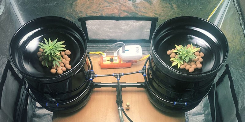 Cultivo de canábis com aeroponia: guia passo a passo