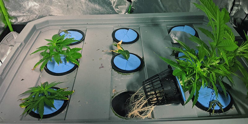 Como cultivar canábis com aeroponia