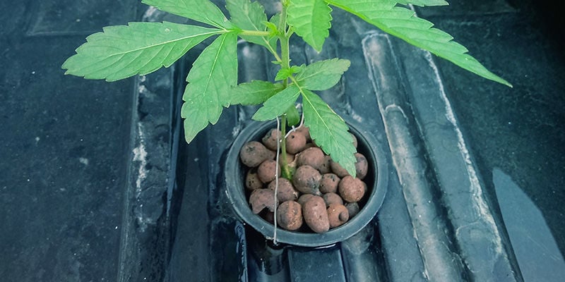 Posiciona os teus vasos de plantas