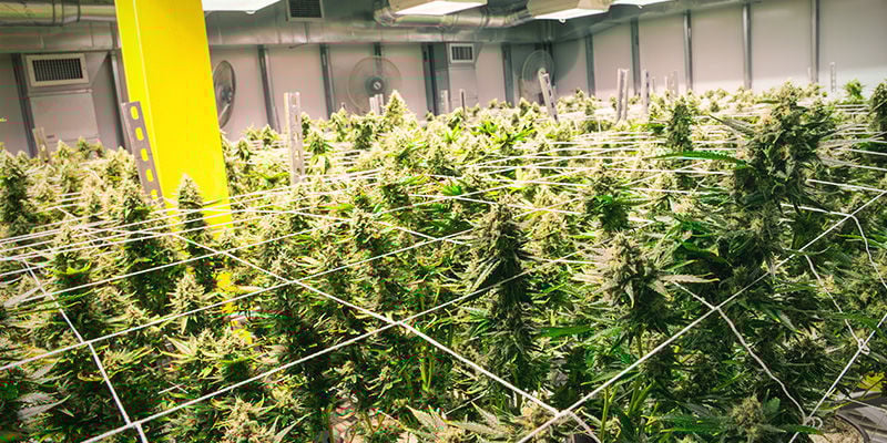 Dicas para cultivar cannabis com aeroponia