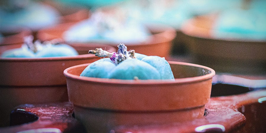 Como cuidar de cactos de mescalina
