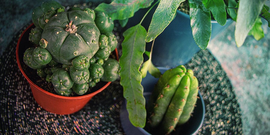 Cultivar cactos de mescalina a partir de sementes — Resumo final