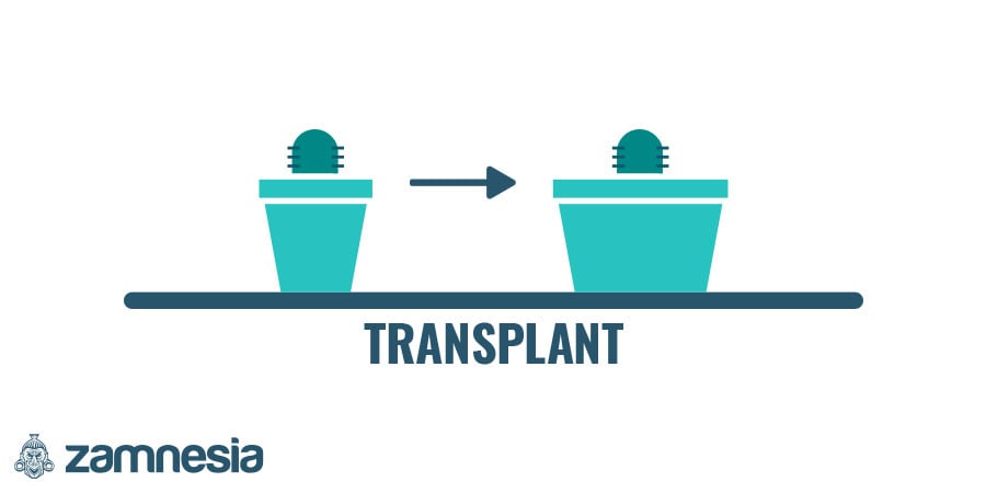 Transplantar após pelo menos cinco meses de crescimento