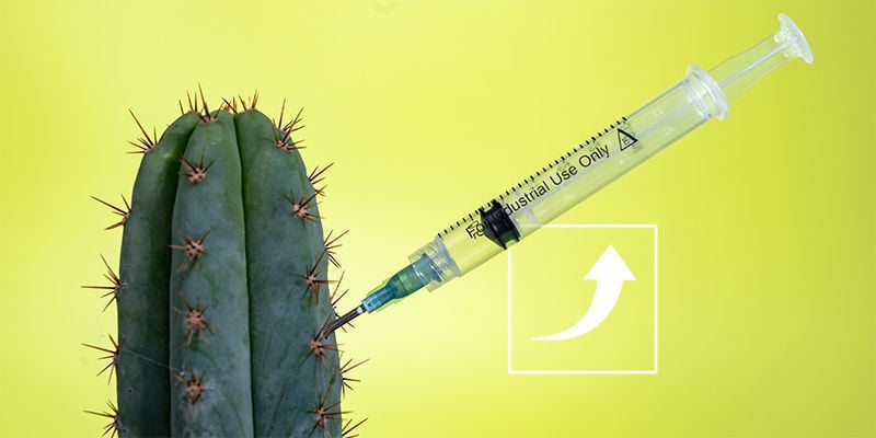 Como aumentar os alcaloides em cactos de mescalina