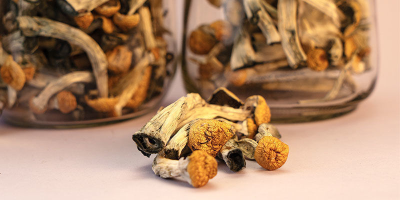 Durante quanto tempo duram os cogumelos mágicos secos?