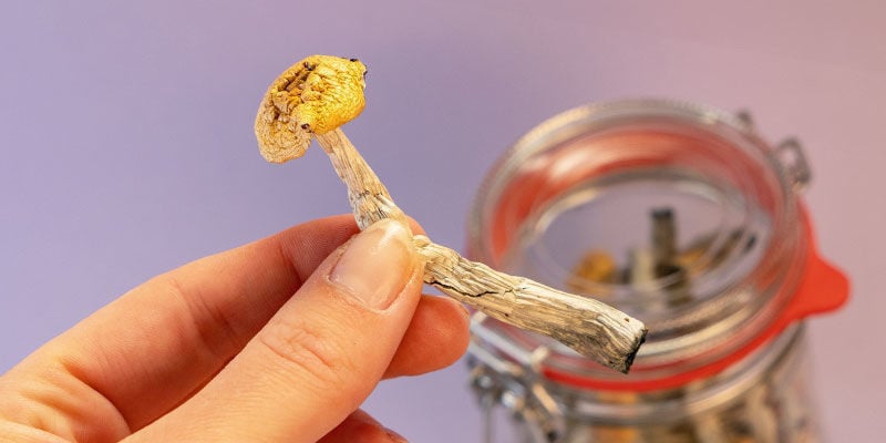 Compreender os cogumelos mágicos
