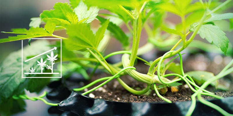 Cannabis e sílica: melhor desenvolvimento