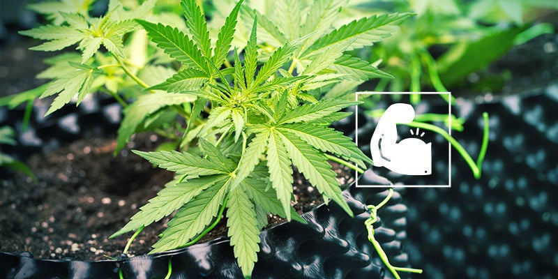 Cannabis e Sílica: Robusta e Resistente