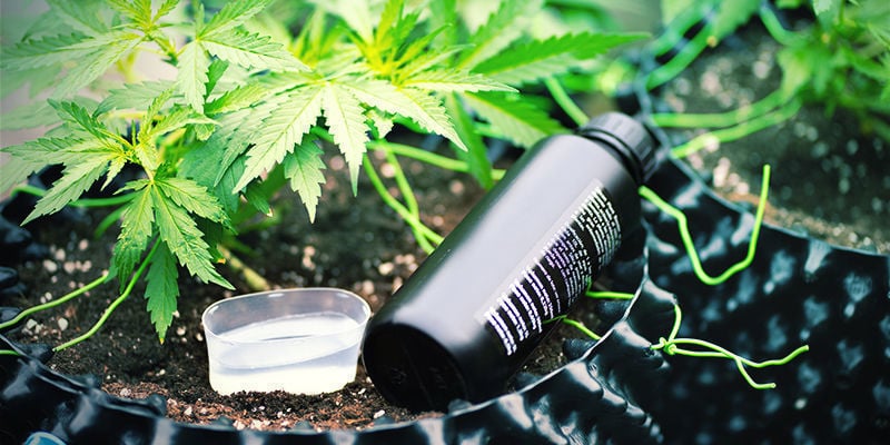 Mega Cannabis Buds: O que é a sílica