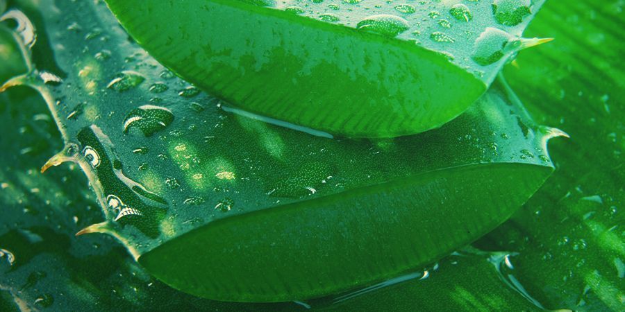 Sumo de Aloé Vera - pulverização foliar para canábis