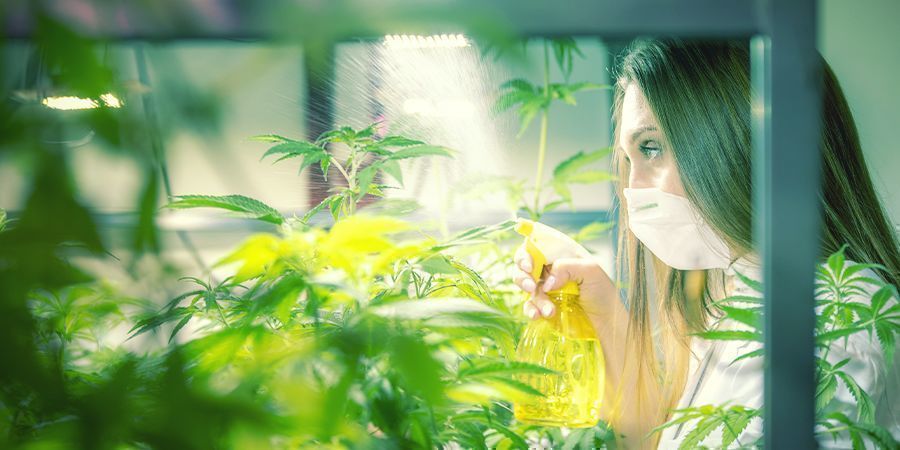 Como e quando pulverizar as plantas de canábis