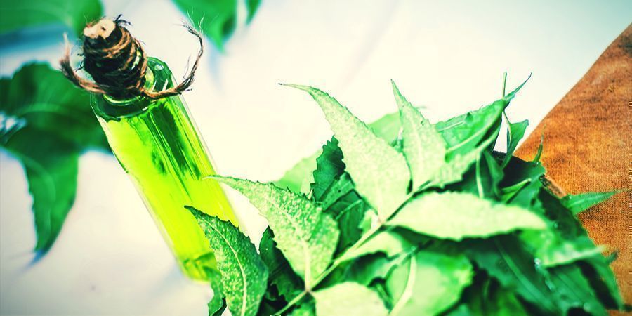 Óleo de Neem - pulverizar cannabis