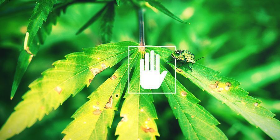 Os benefícios da pulverização foliar