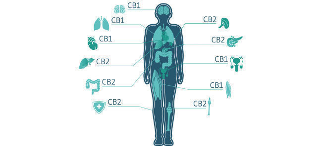 Como o CBD interage com o sistema endocanabinoide?