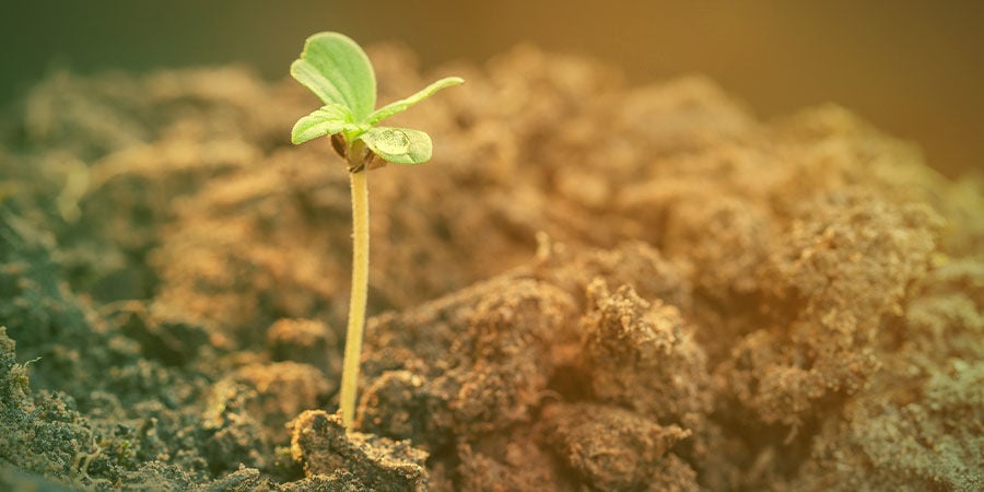 COMO CULTIVAR AGENT ORANGE