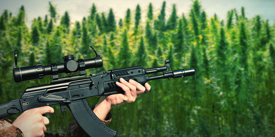 COMO CULTIVAR AK-47