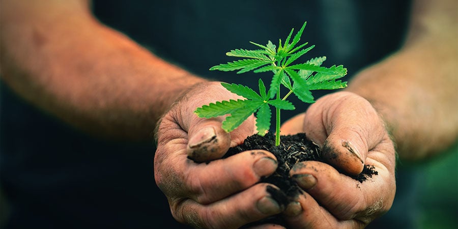 Como cultivar Girl Scout Cookies