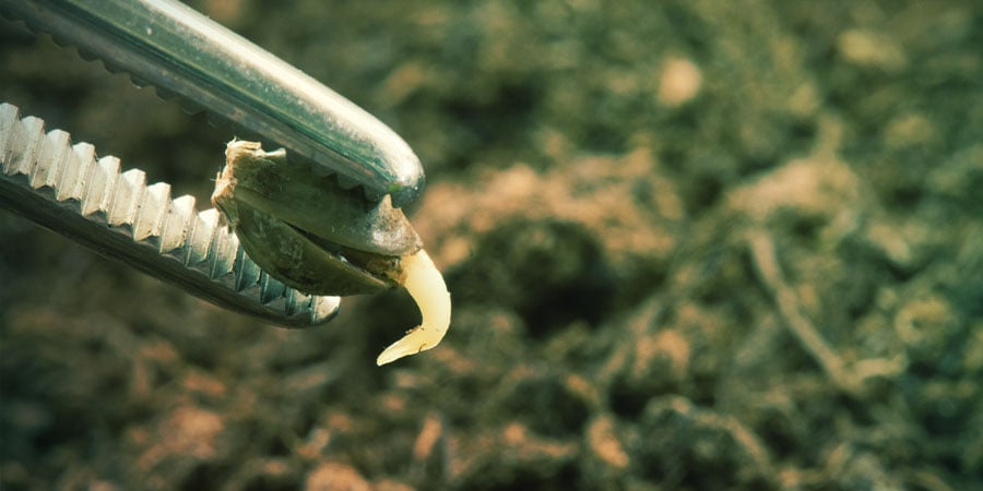 Como identificar o sexo da sua planta de canábis