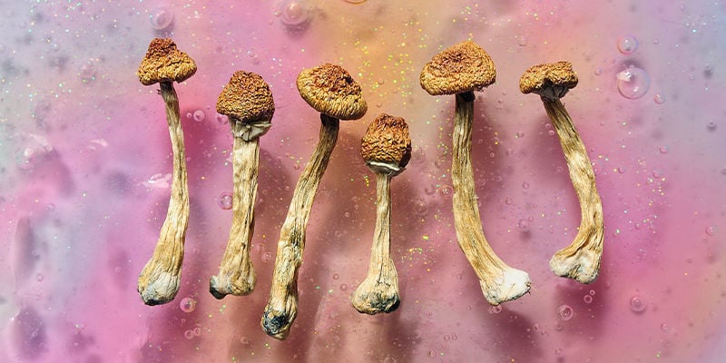 Psilocibina & psilocina: O segredo mágico dos cogumelos