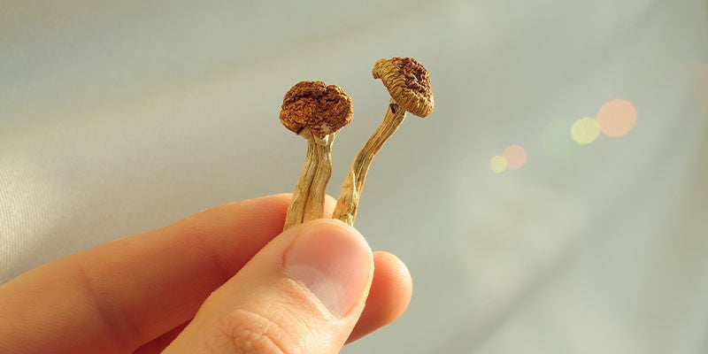 Qual é a diferença entre psilocibina e psilocina?