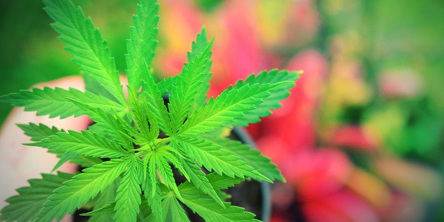 COMO CULTIVAR JACK HERER