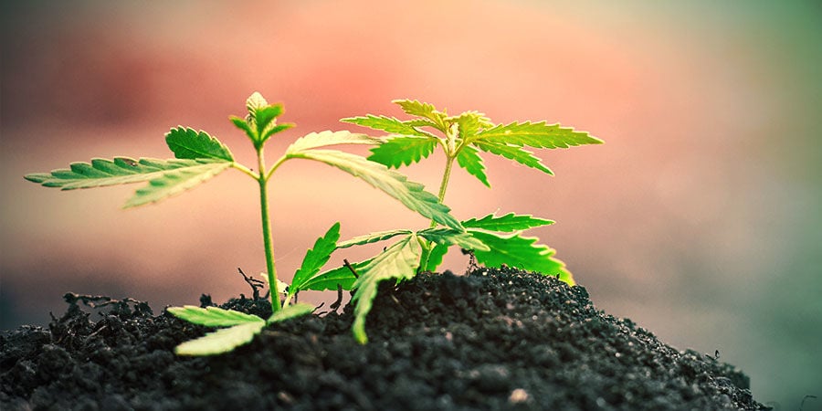 Cultivar canábis no solo