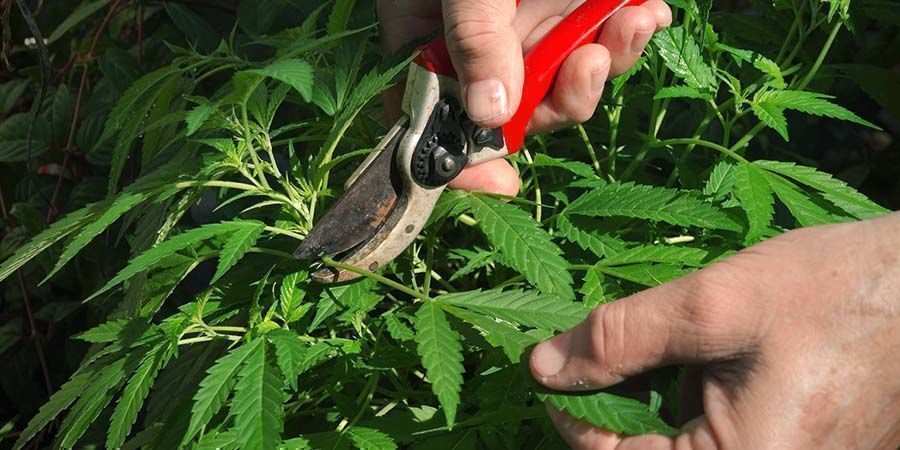 Desfolhação de canábis: tudo o que precisas de saber
