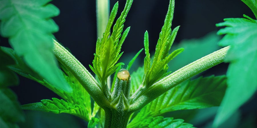 Como fazer topping às suas plantas de cannabis