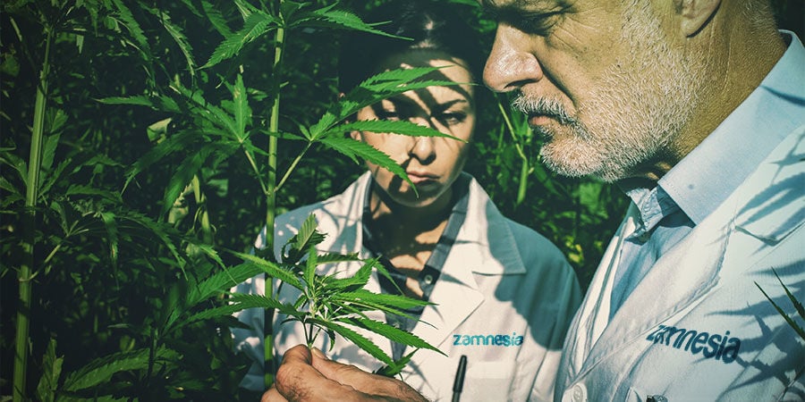 LEGALIDADE E CULTIVO DO CÂNHAMO
