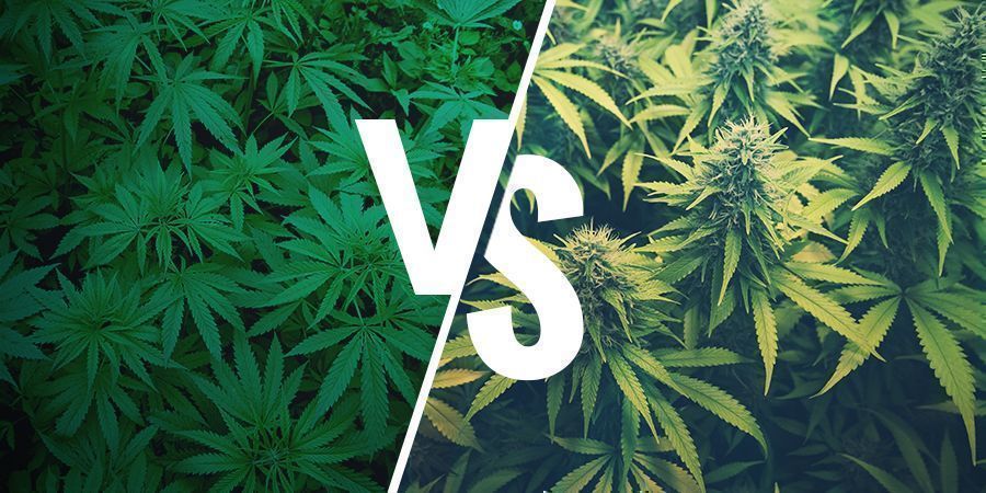 O que é o cânhamo e como se distingue da marijuana?