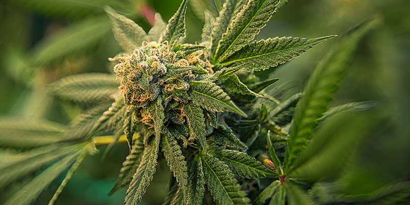 Dica #1: Escolhe genéticas fortes para plantas de canábis saudáveis