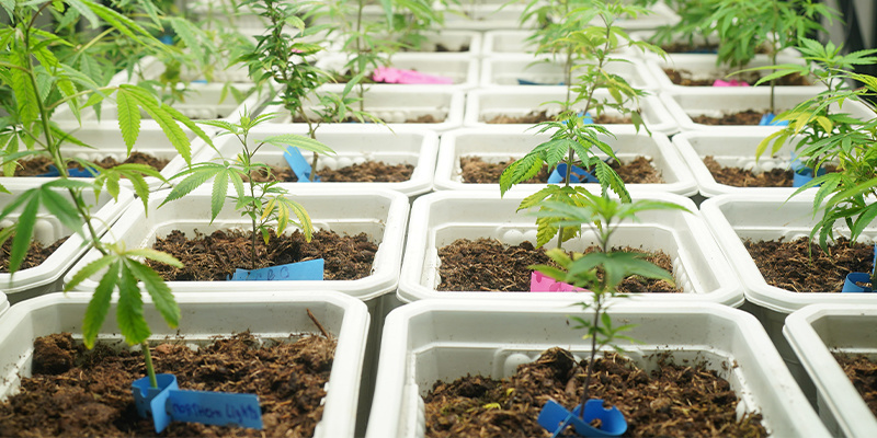 Dica #2: Crie as condições ideais de cultivo desde o início