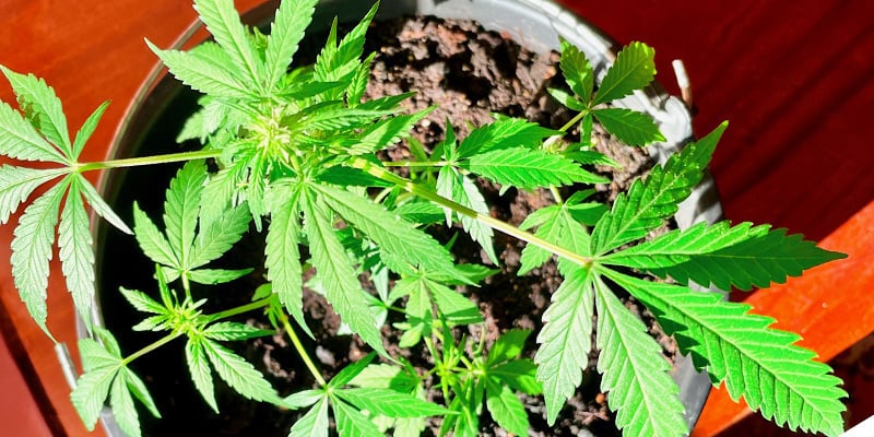 Dica n.º 3: Escolher o local certo para cultivar plantas de canábis