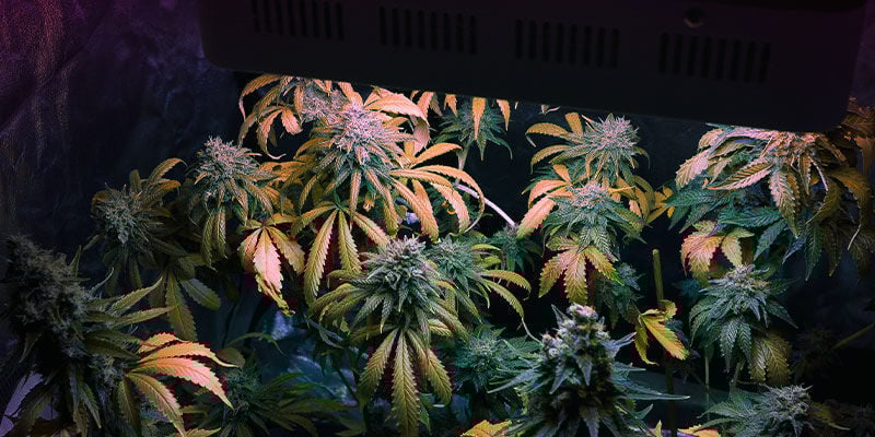 Aumente a qualidade das suas colheitas de cannabis com o espectro de luz ideal
