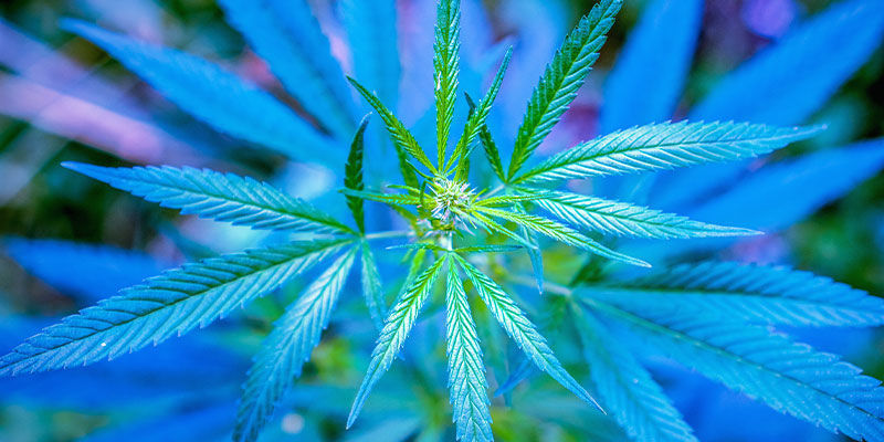 Espectro de luz para plantas de canábis em crescimento vegetativo