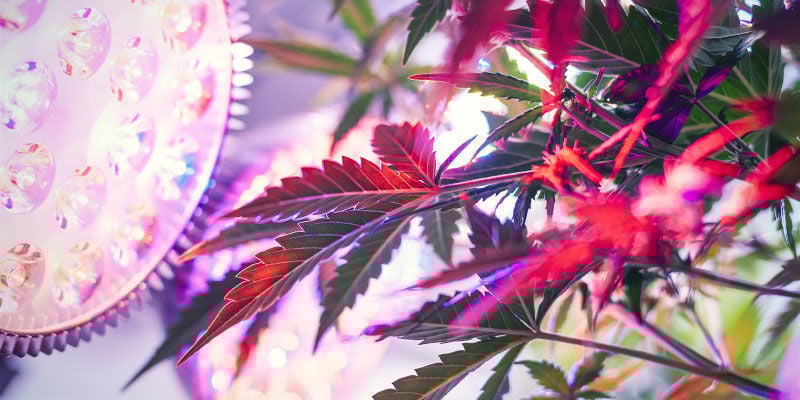 Que espectro de luz é necessário para as plantas de canábis?