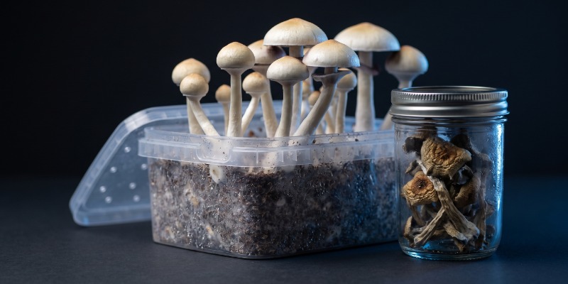 O que são cogumelos mágicos? O que são cogumelos mágicos?